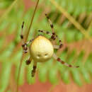 Sivun Araneus trifolium (Hentz 1847) kuva