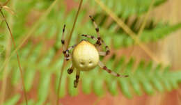 Image of Shamrock Orbweaver