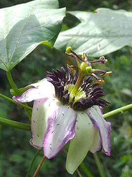 Imagem de Passiflora dawei Killip