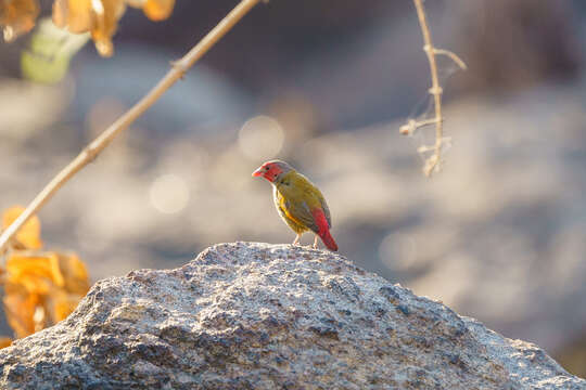 Image of Orange-winged Pytilia