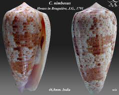 صورة Conus nimbosus Hwass ex Bruguière 1792