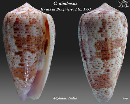 Image of Conus nimbosus Hwass ex Bruguière 1792