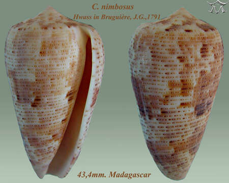 Image of Conus nimbosus Hwass ex Bruguière 1792