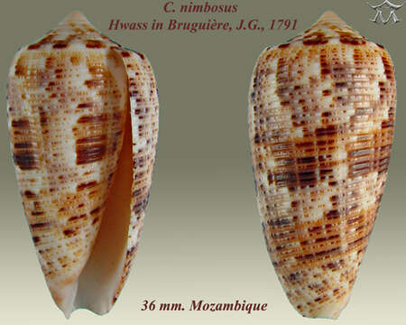 Image of Conus nimbosus Hwass ex Bruguière 1792