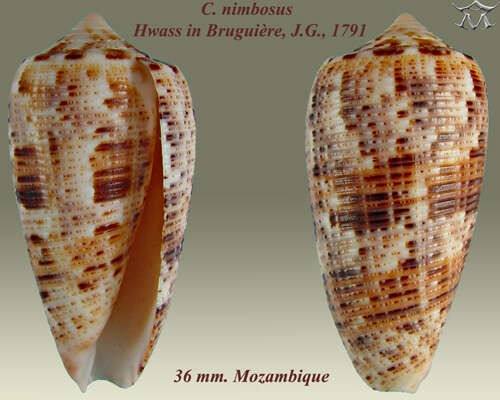 صورة Conus nimbosus Hwass ex Bruguière 1792