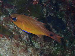 Image of Brassy cardinalfish