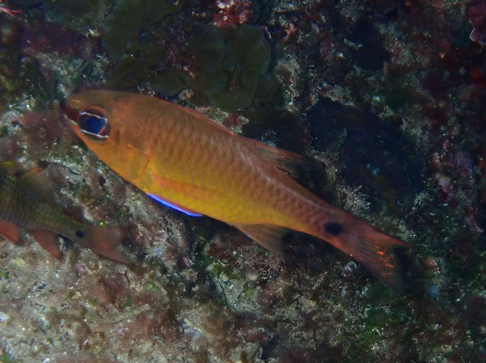 Image of Brassy cardinalfish