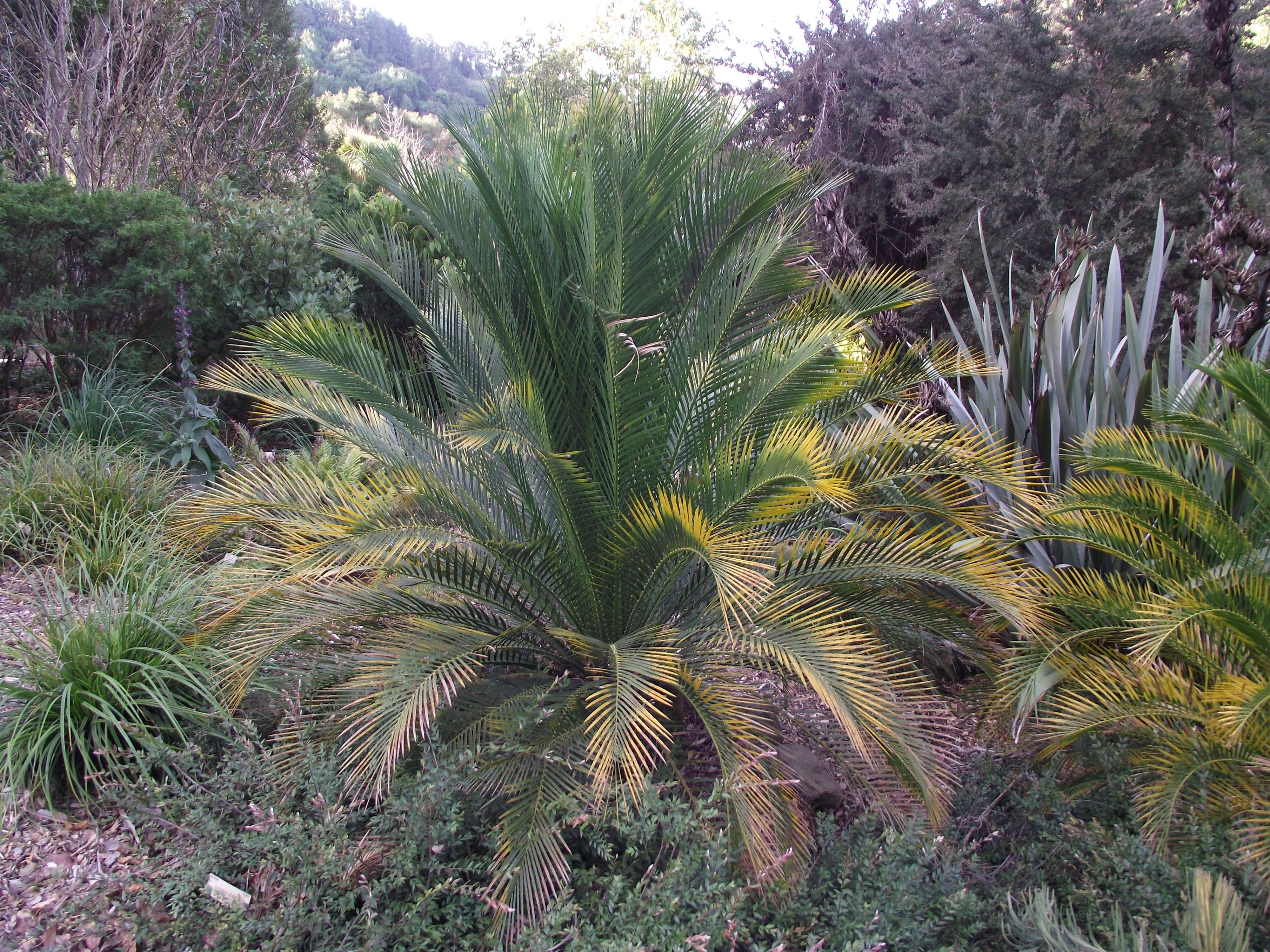 Image of Macrozamia moorei F. Muell.