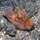 Image of Bubble Conch