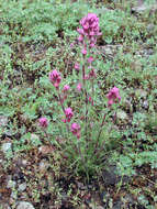 Image of exserted Indian paintbrush