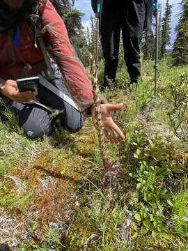 Imagem de Pedicularis langsdorffii Fisch. ex Stev.