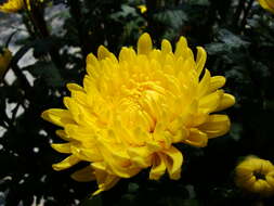 Image of florist's daisy