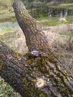 Image of Gray Treefrog