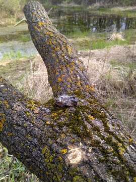 Image of Gray Treefrog