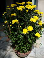 Image of florist's daisy