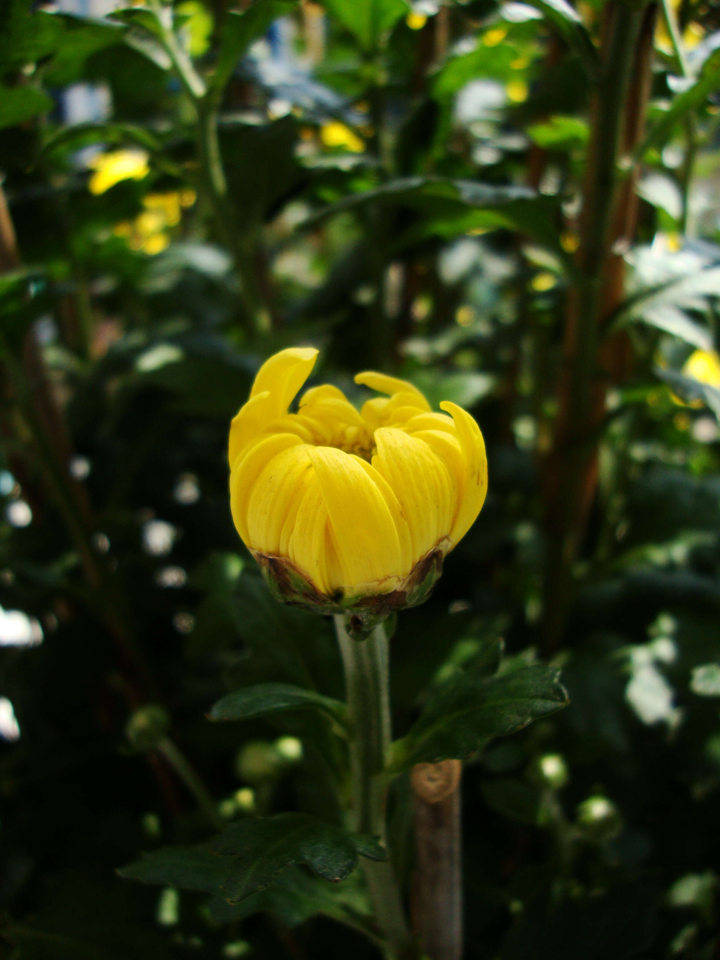 Sivun Chrysanthemum morifolium Ramat. kuva