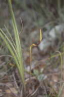 Image of Schoenocaulon caricifolium (Schltdl.) A. Gray