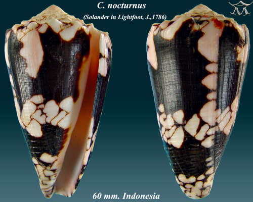 Image of Conus nocturnus