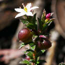 Sivun Rhytidosporum procumbens (Hook.) F. Müll. kuva