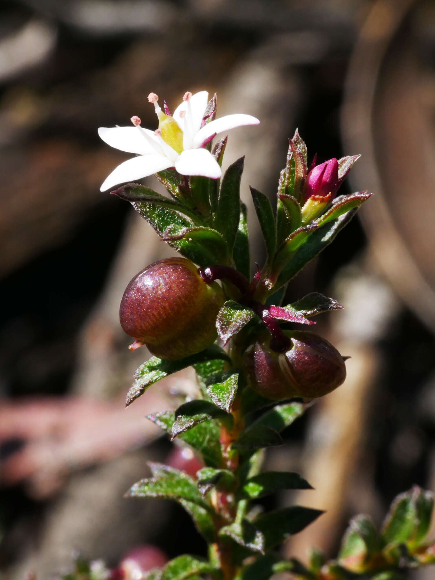 Image of Rhytidosporum