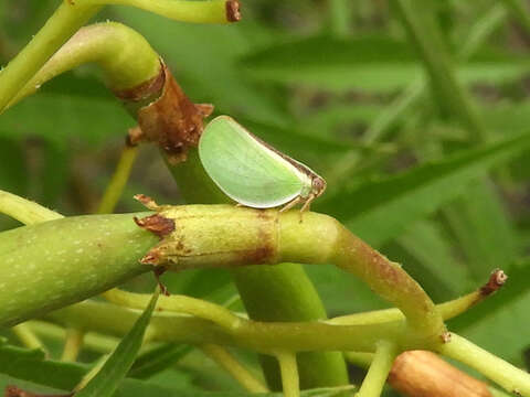 Imagem de Acanalonia fasciata Metcalf 1923