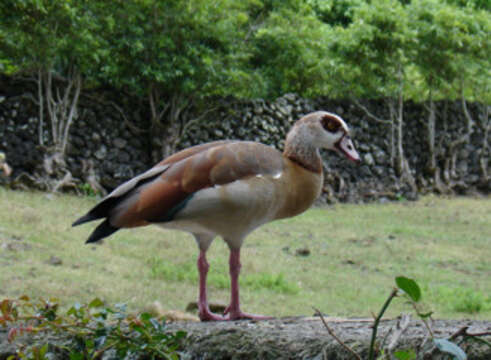 Image of Egyptian Goose