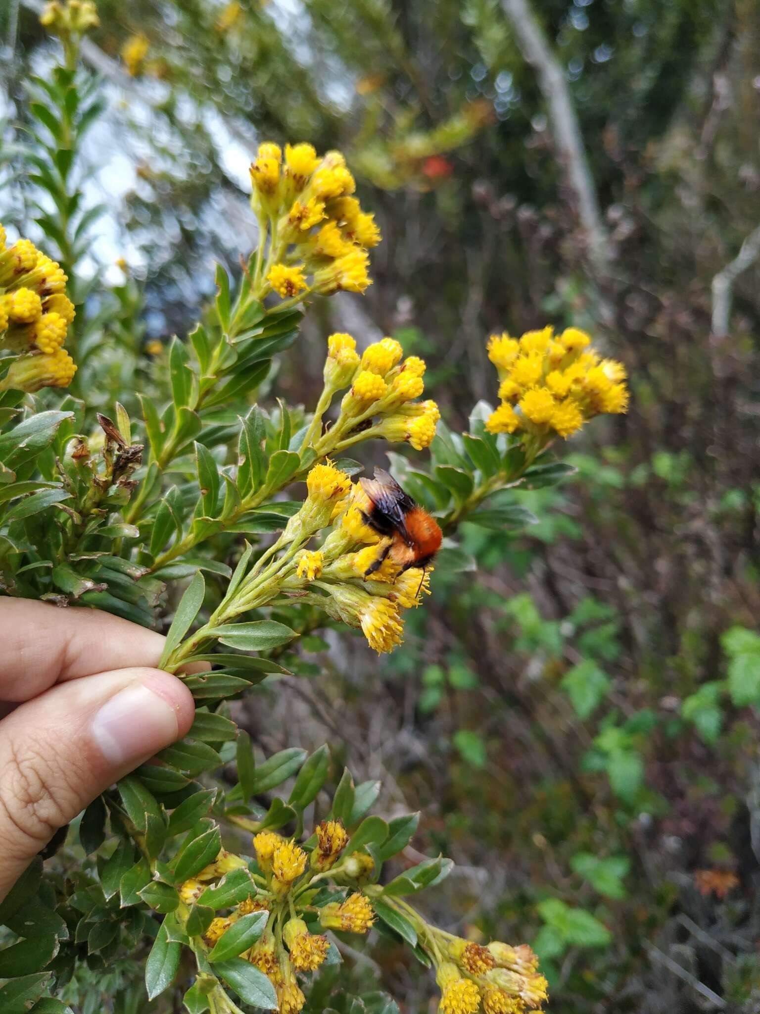 صورة Monticalia ledifolia (Kunth) C. Jeffrey