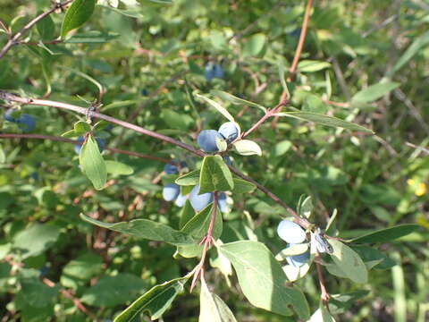 Image de Lonicera caerulea subsp. altaica (Pall.) Gladkova