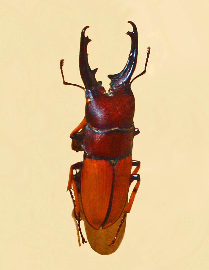 Слика од Leptinopterus