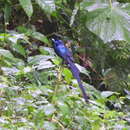 Image of Sao Tome Paradise Flycatcher