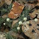 Image of fernleaf false candytuft