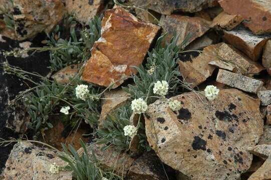 Plancia ëd Smelowskia porsildii (W. H. Drury & Rollins) Jurtzev