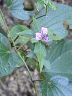 Image of Justicia breviflora (Nees) Rusby