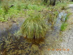 Image of Carex secta Boott