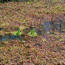 Image of American featherfoil