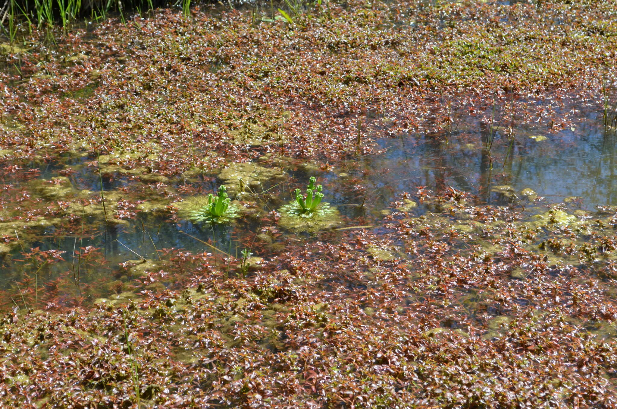 Image of American featherfoil