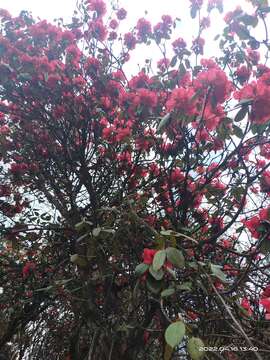 Image of Rhododendron thomsonii Hook. fil.