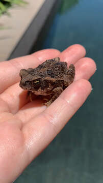 Image of Rhinella henseli (Lutz 1934)