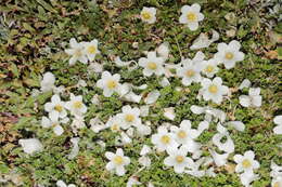 Imagem de Geranium ruizii Hieron.