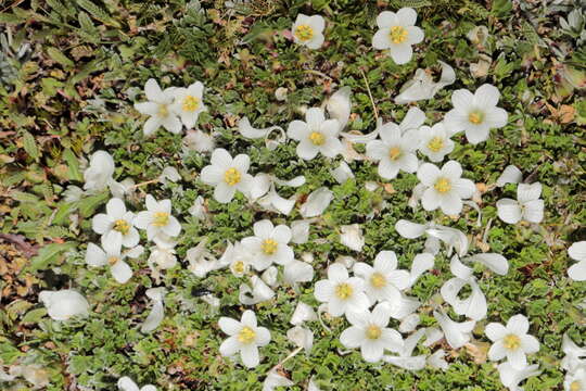 Imagem de Geranium ruizii Hieron.