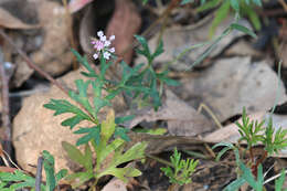 Imagem de Trachymene procumbens (F. Müll.) Benth.