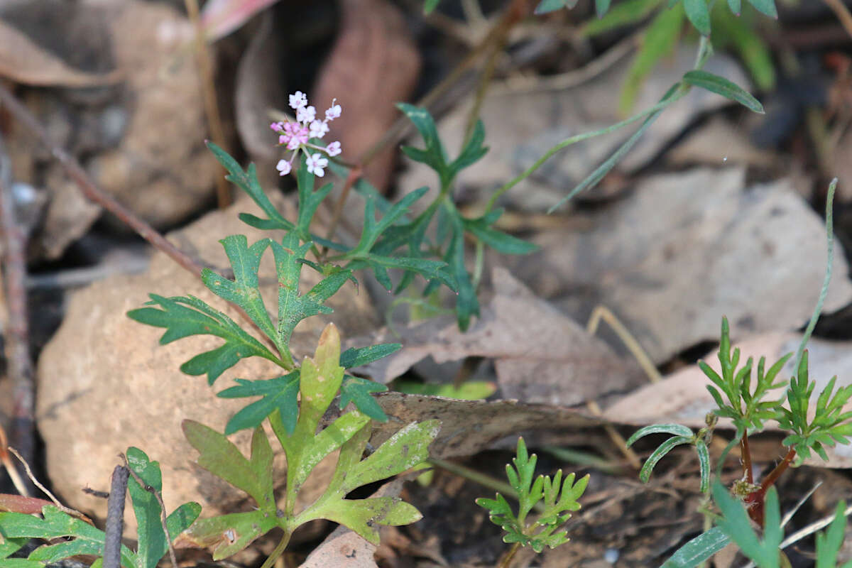 Imagem de Trachymene procumbens (F. Müll.) Benth.