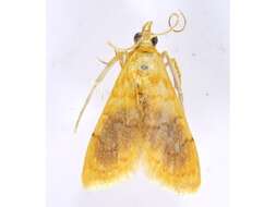 Image of Mabra eryxalis Walker 1859