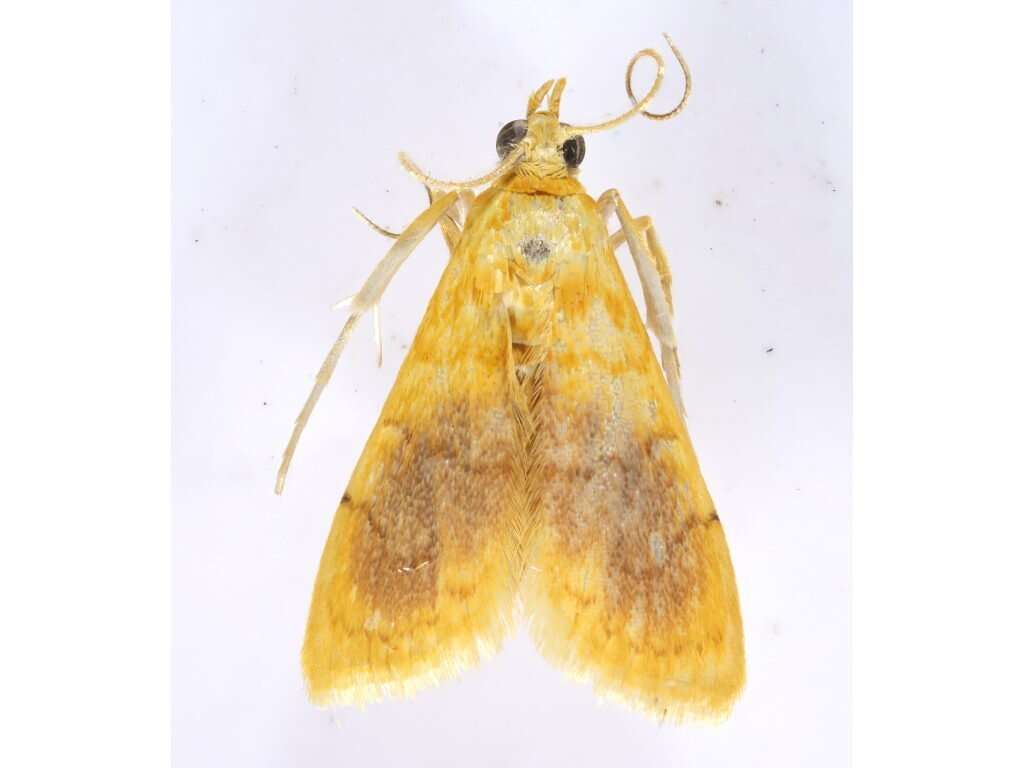 Image of Mabra eryxalis Walker 1859