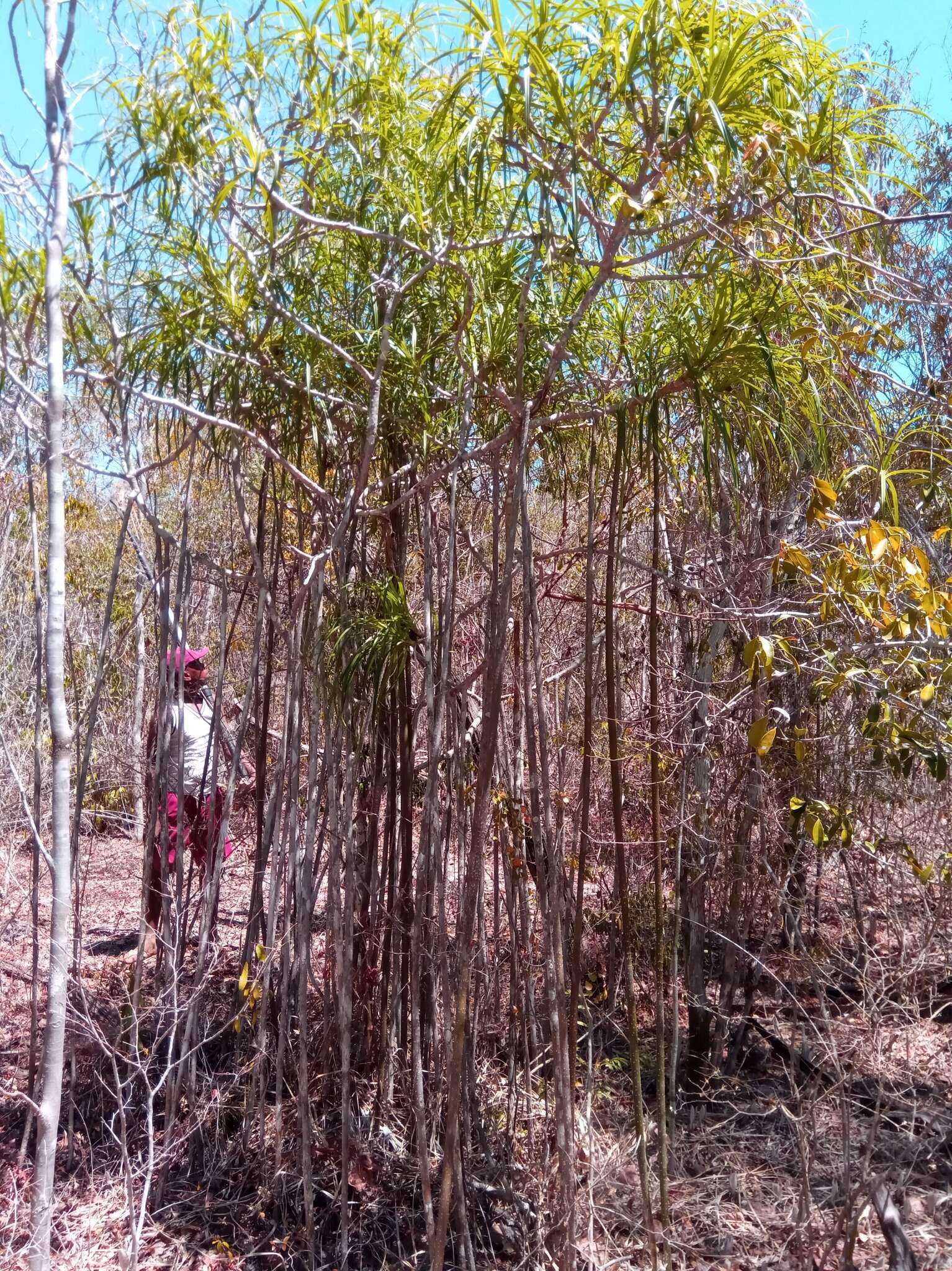 Image of Pandanus oligocarpus Martelli