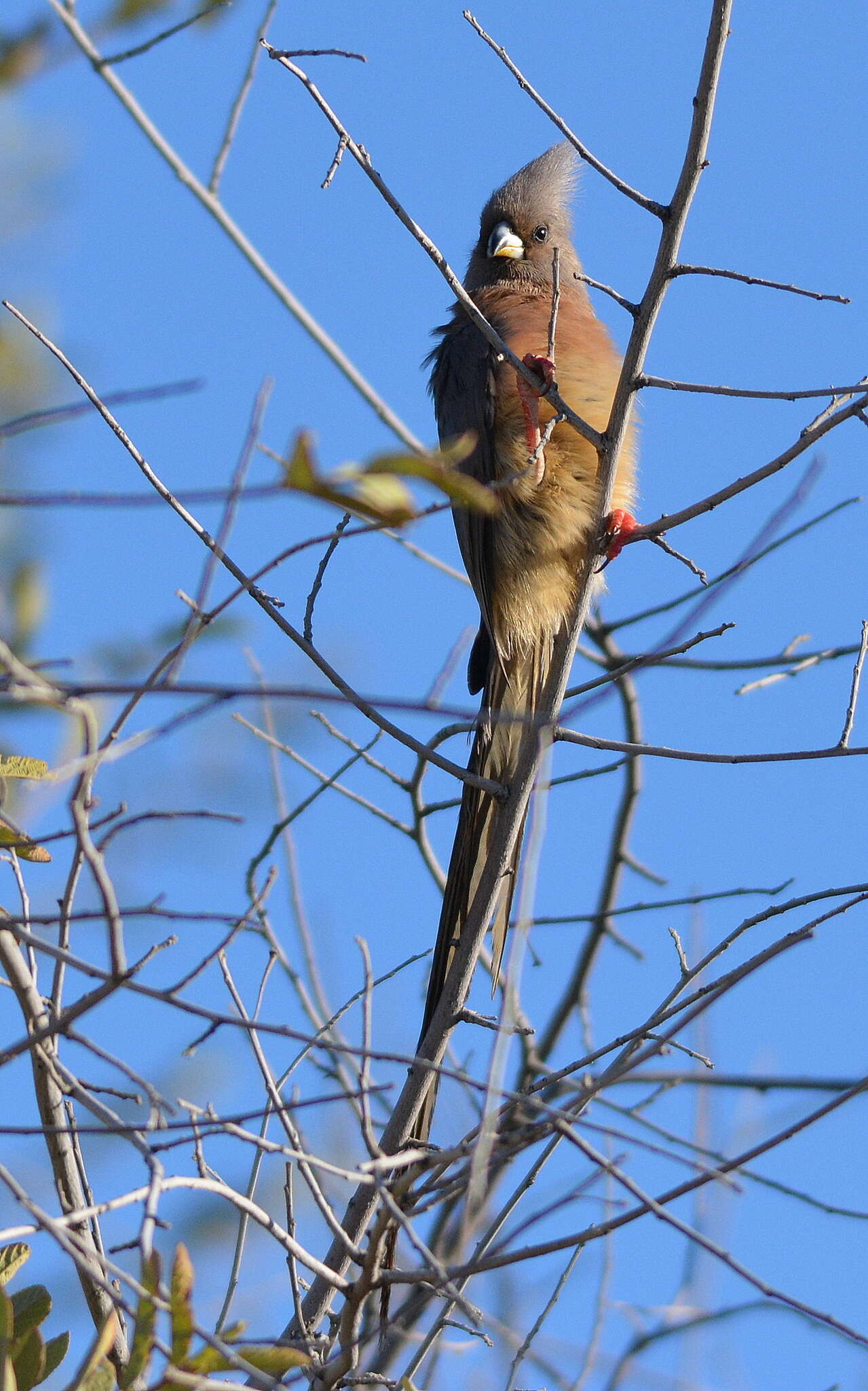 Image of White-backed Mousebird