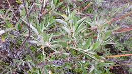 Image of longstem buckwheat