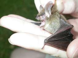 Image of Northern Long-Eared Bat