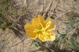 Image of Argentine evening primrose