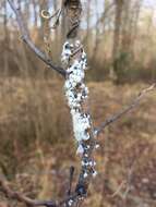 Image of Woolly Alder Aphid